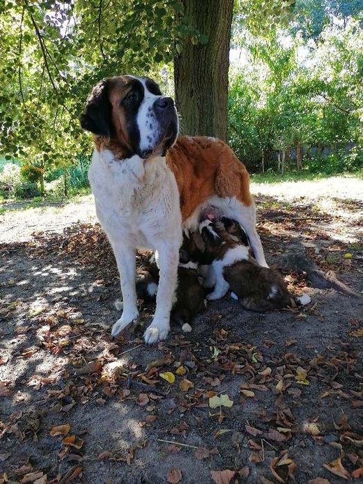 Szczeniak Bernardyna