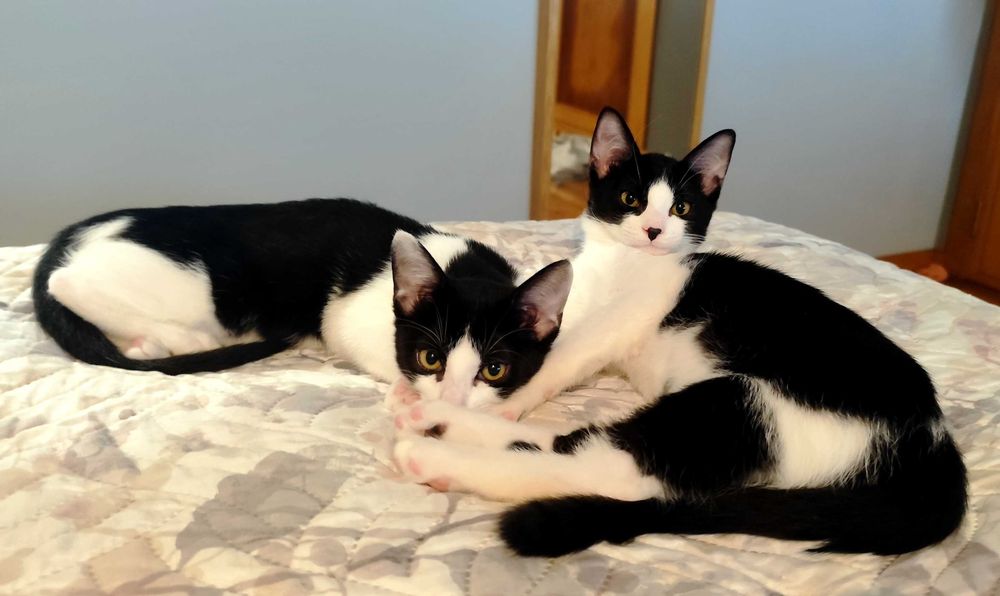 Gatinhos - Adoção Conjunta
