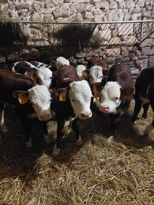 Sprzedam byczki i jaloweczki mięsne