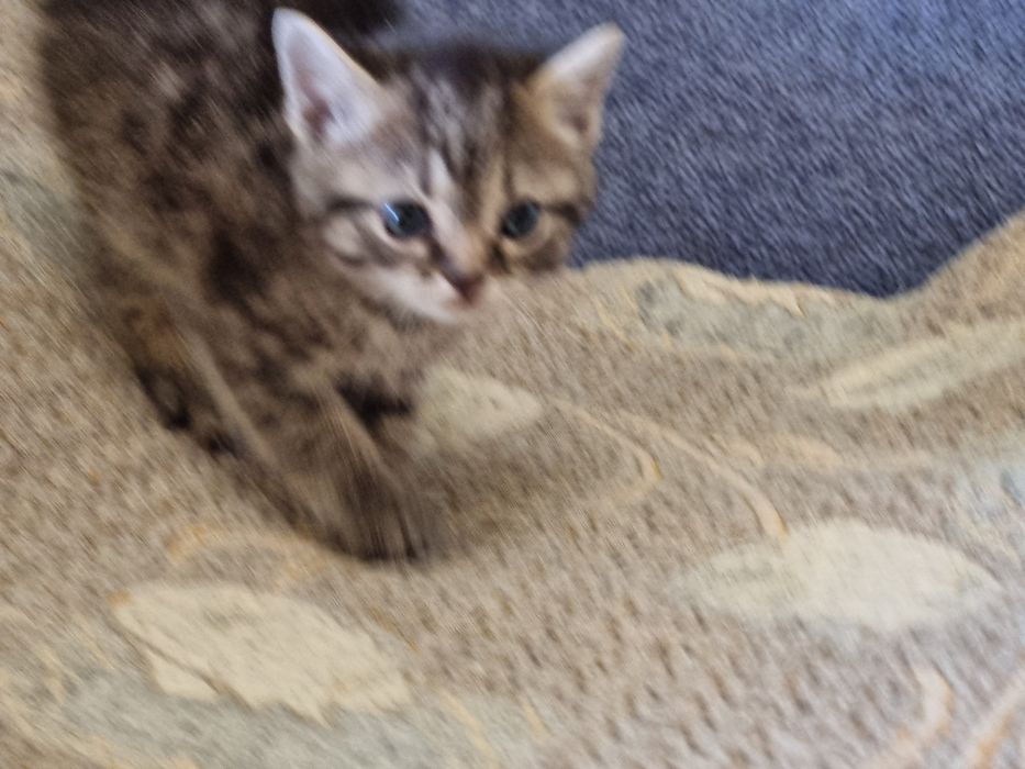 Кошка тигр ждет вас