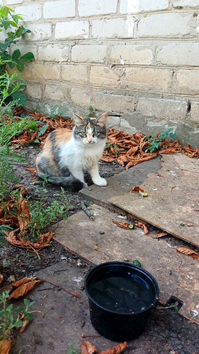 Пушистая трёхцветная котёнок девочка щет дом! котята в хорошие руки