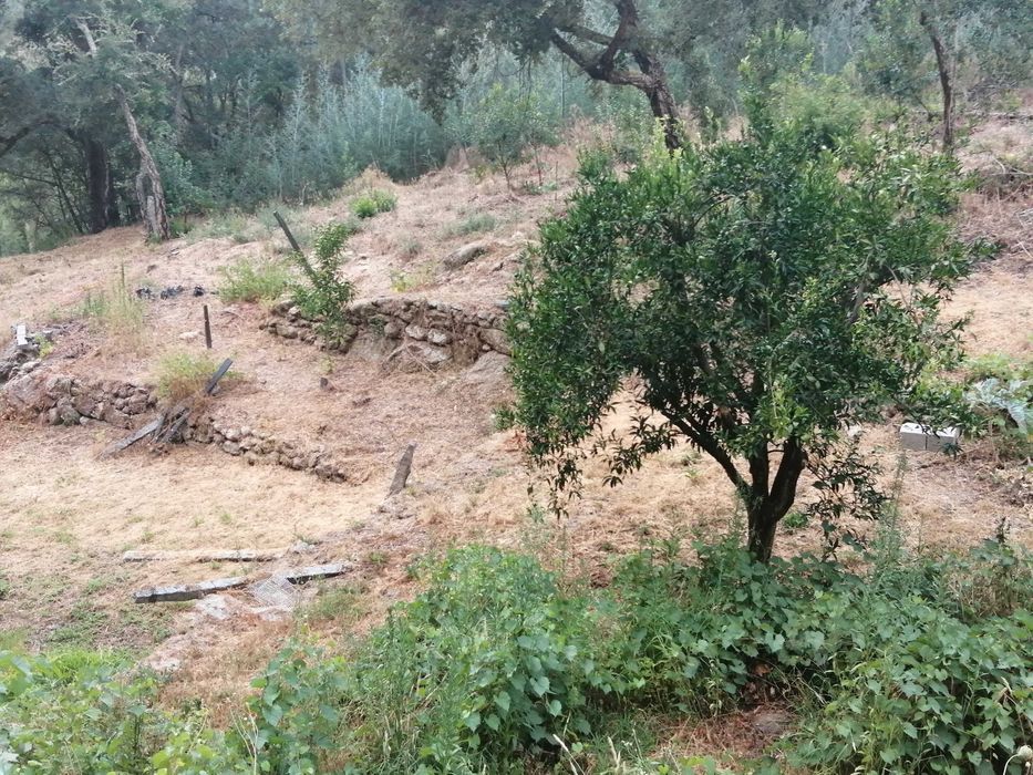 Terreno em santa marinha do zezere