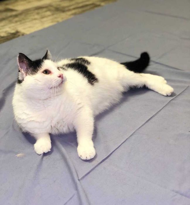 Котик Семен шукає свою родину!