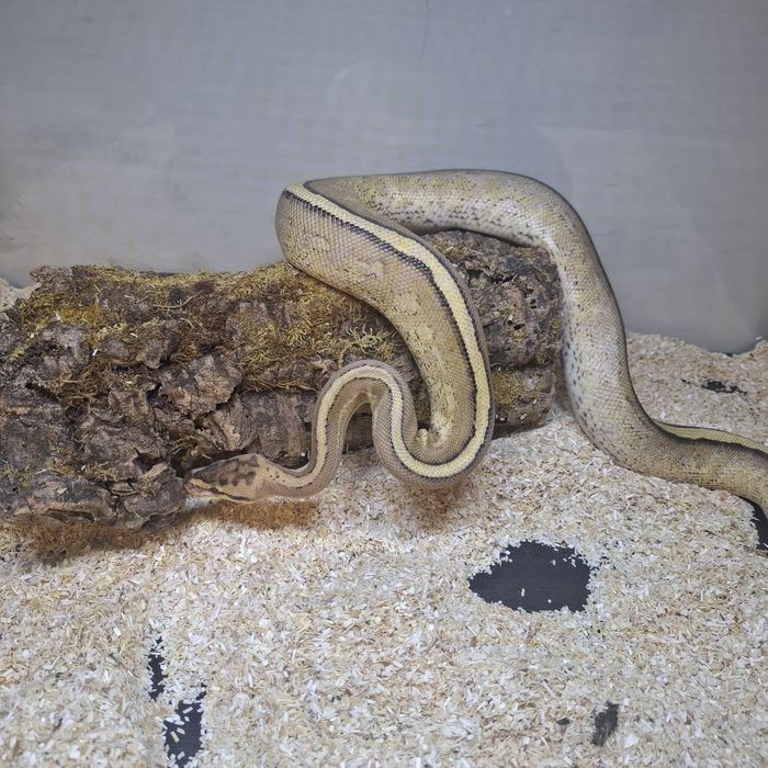 Wąż nie zbożowy samica super stripe