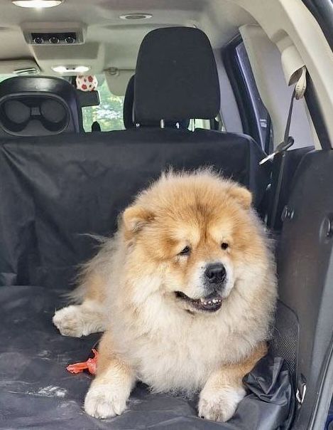 Перевозка животных собак котов перевезення тварин котів собак