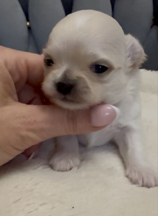 cudny piesek dlugowlosy ZKwP FCI