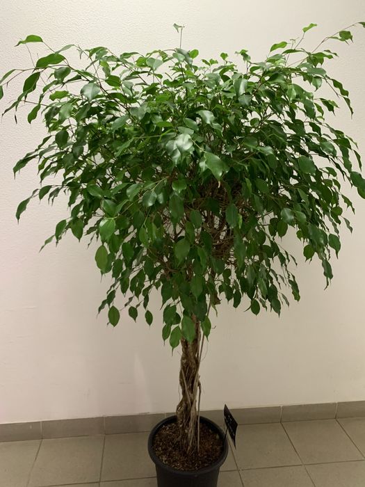 Фікуси різні сорти , в офіс ,  на подарок