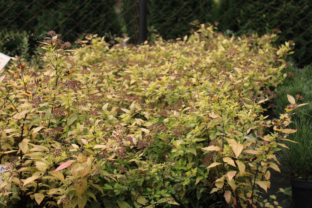 Tawuła Golden Prnicess doniczki 1,5l