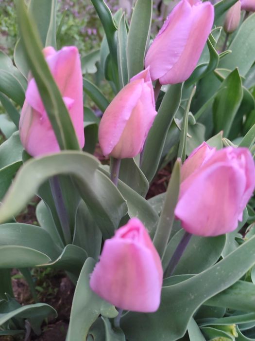 Тюльпани з клумби