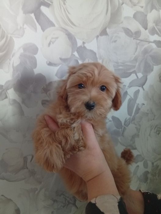 Мальтіпу дівчинка.