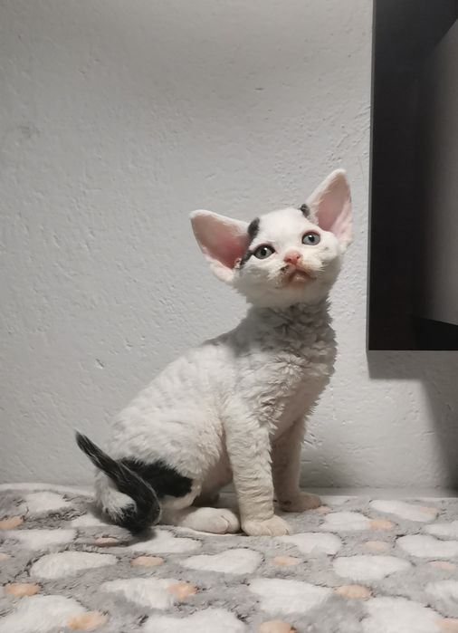 Śliczny kocurek devon rex