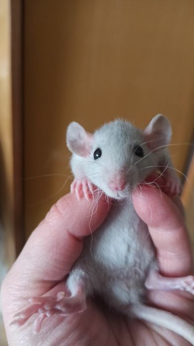 Криса дамбо Рекс, хлопчик