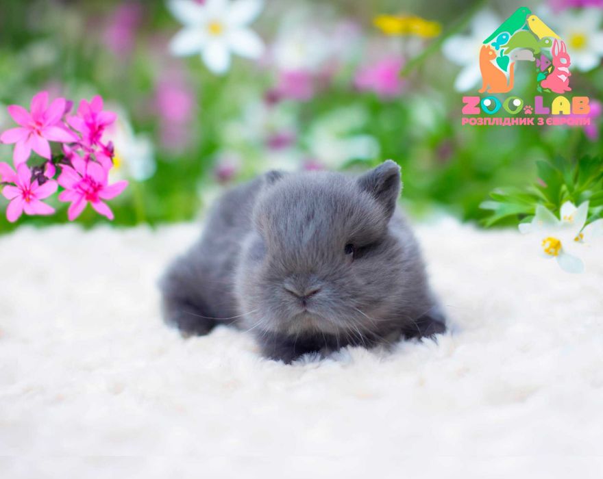 в Чернівцях! Нідерландський карлик декоративний карликовий, документи