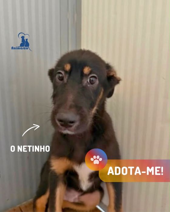 Netinho cachorro porte medio para adoção