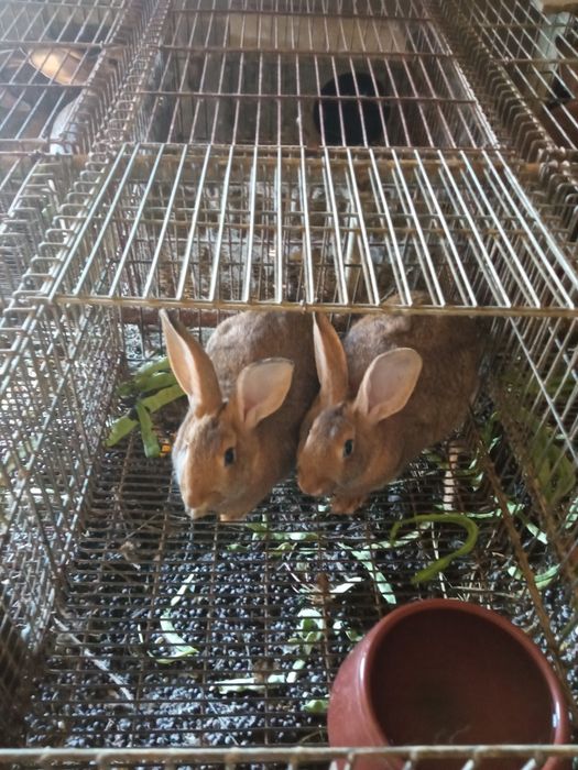 Vendo coelhos de carne xxxxxxxxxxxxxx