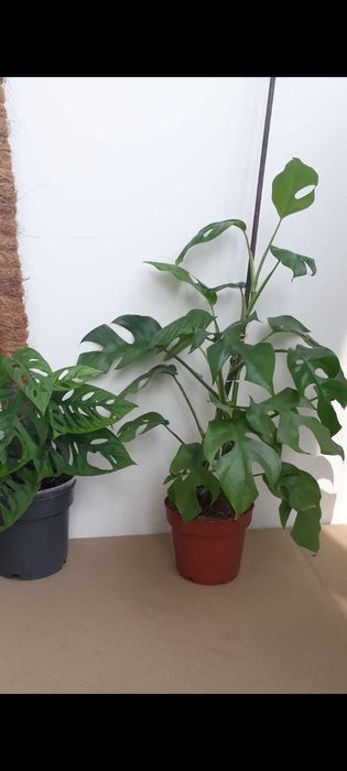 Монстера мініма домашня рослина