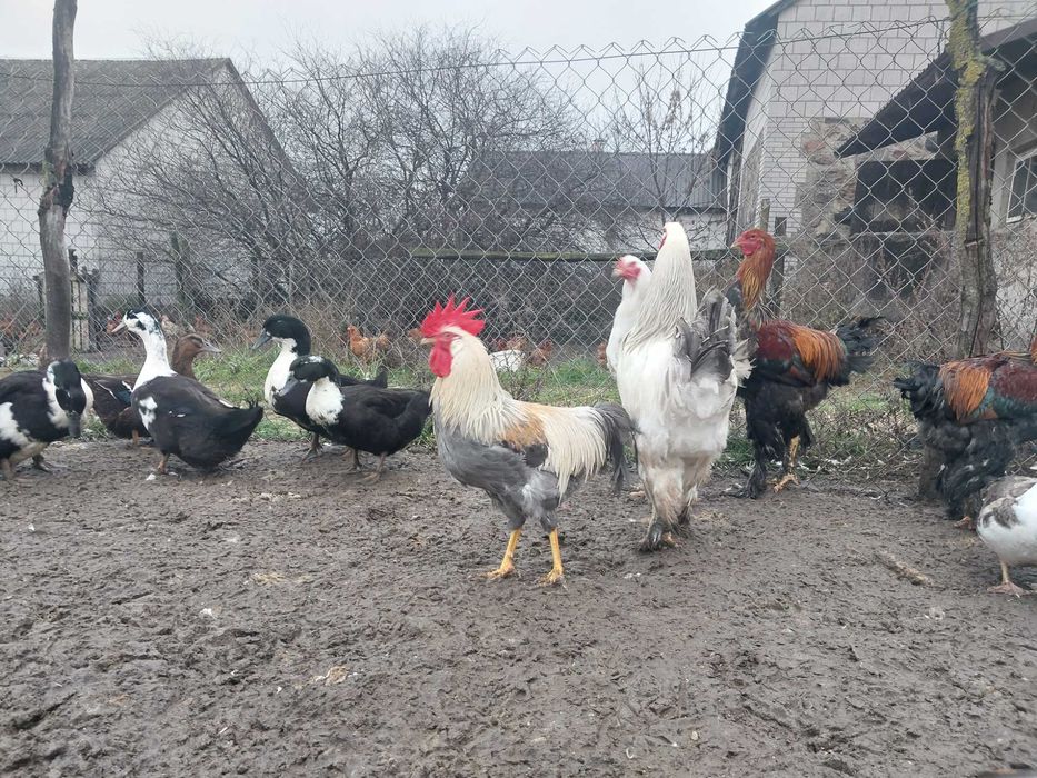 Koguty brahma, lawendowy