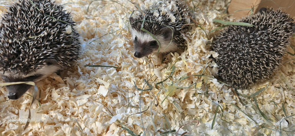 Jeż jeże pigmejskie młode samiczki .