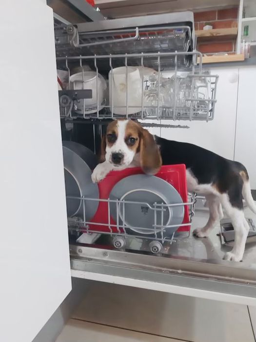 Beagle Tricolor z rodowodem!