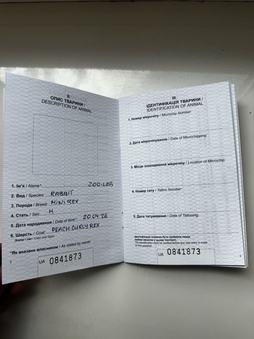 Чистокровний кролик міні рекс