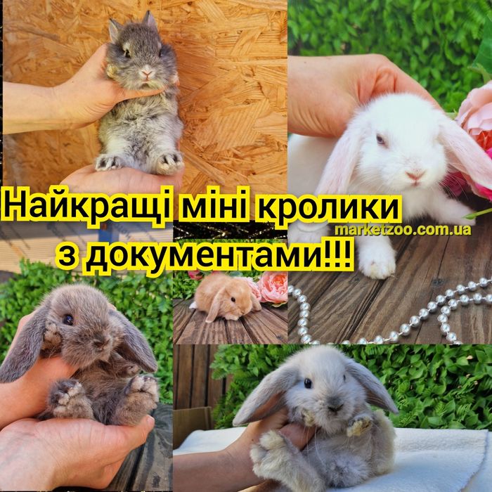 мини mini lop мiнi кролик карликовые кролики вислоухий баранчик вислов