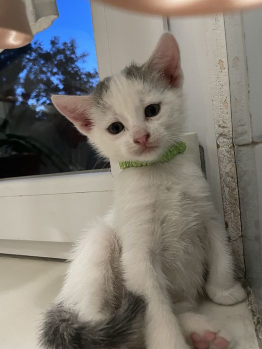 Кошенята від шотландської весловухої