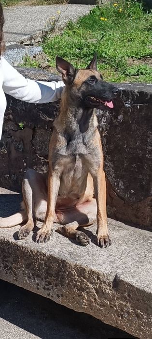 Pastor belga malinois