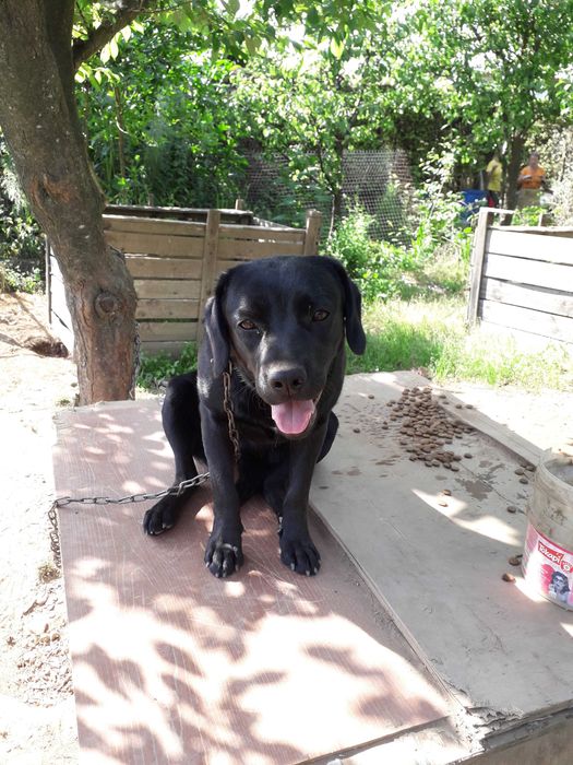 Cães para adoção