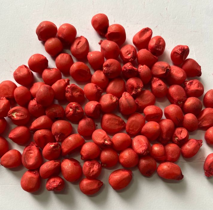 Насіння кукурудзи та соняшнику DKS Monsanto, Limagrain, Syngenta