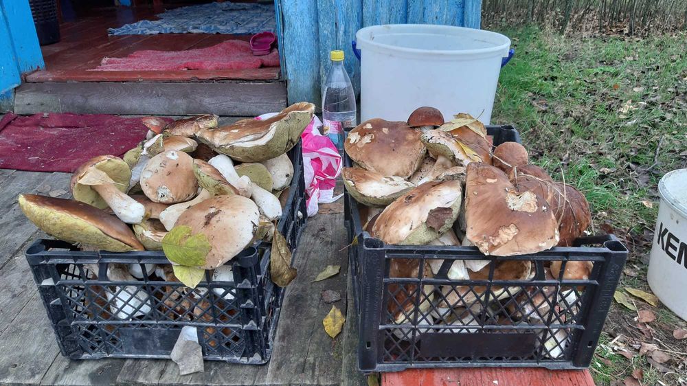 Продам будинок та земельні ділянки