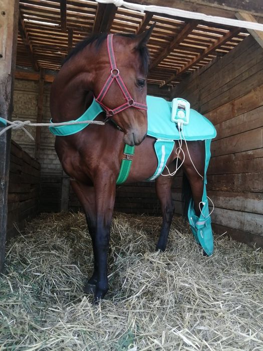 Zestaw Biomag Lumina VET CLINIC XL