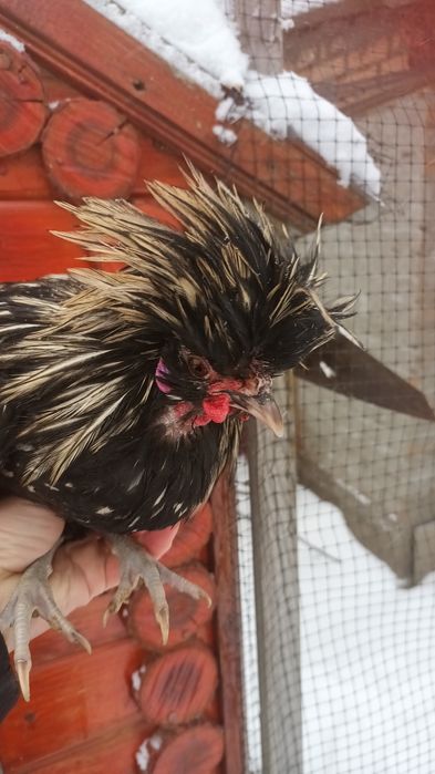 Продам півники подуана