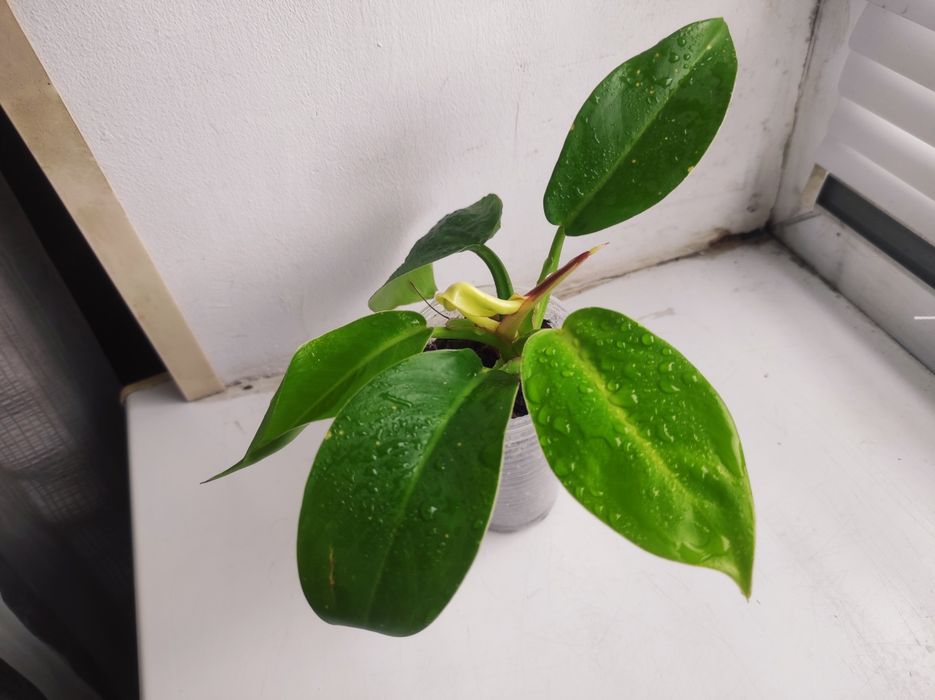 Philodendron Sunlight red splash/Филодендрон Санлайт ред сплеш
