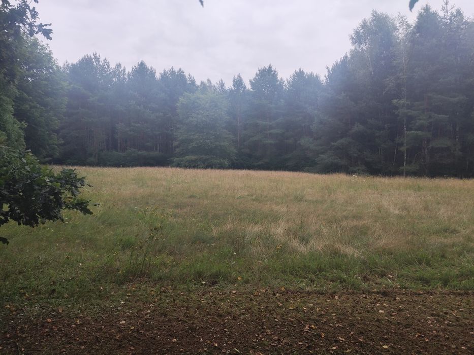 Koszenie, pielęgnacja trawników