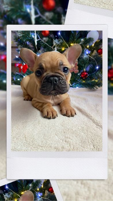 Французький бульлог