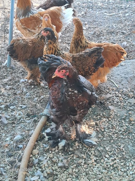 Galos e galinhas  brahma