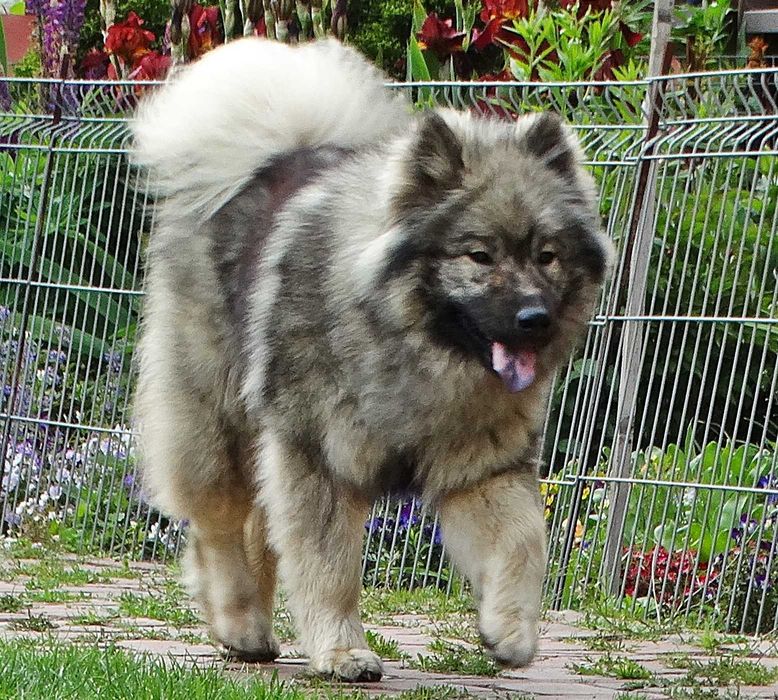Eurasier - plany hodowlane na rok 2026
