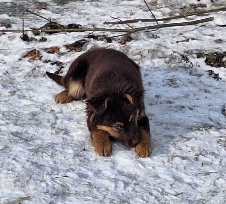 Piesek do adopcji - suczka