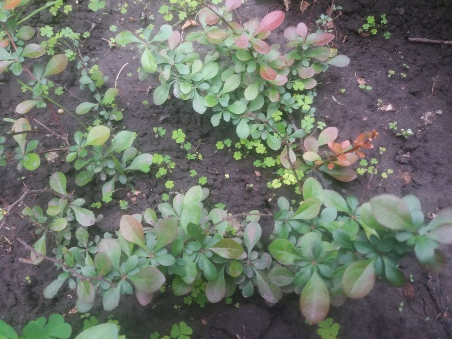 Барбарис. Барбарис низкорослый. Барбарис Атропурпуреа Нана.Многолетник