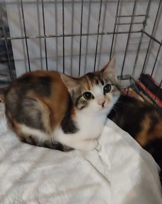 котята ищут дом котенок в поисках семьи