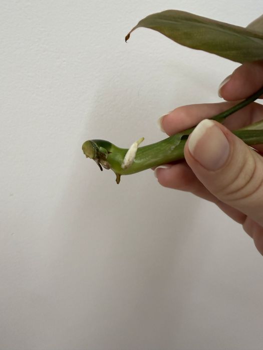 Philodendron Glorious