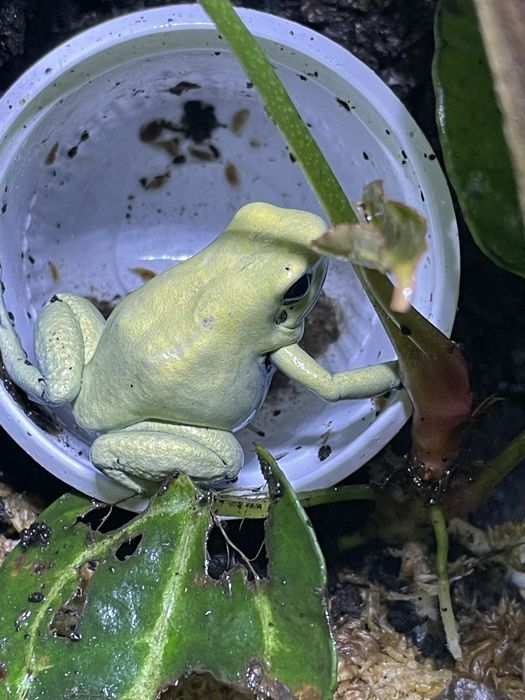 Phyllobates terribilis mint, Liściołaz