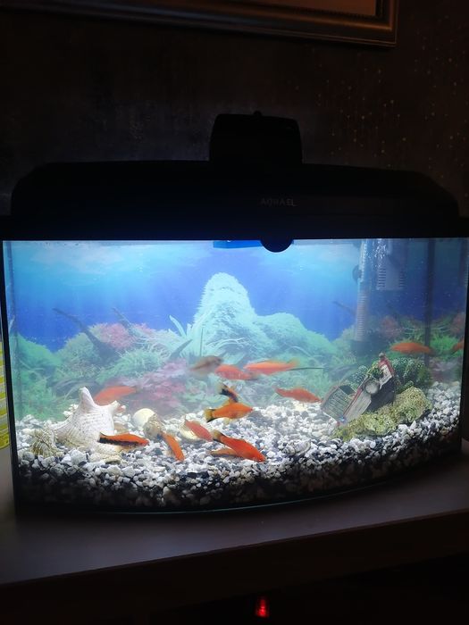 Sprzedam akwarium 60l z całym wyposażeniem