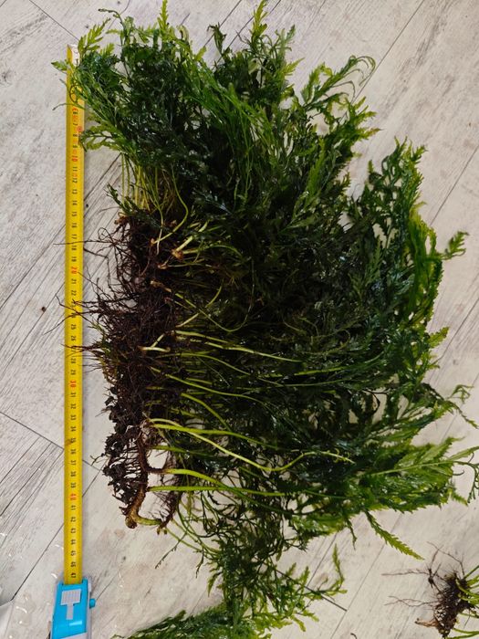 Paprotka sztuczna do doniczki