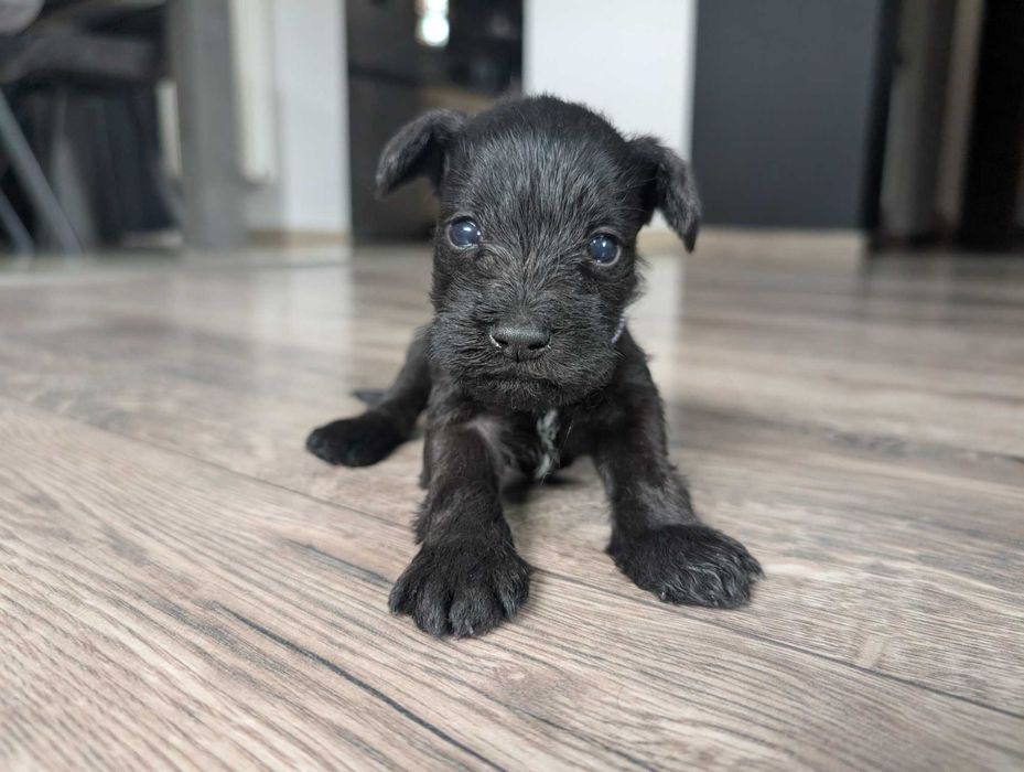 Sznaucer Miniaturowy