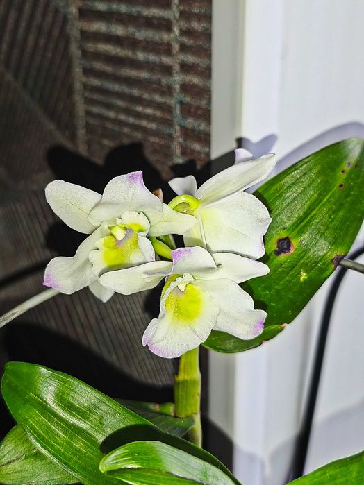 Орхідея Дендробіум Нобіле білий з квіткою