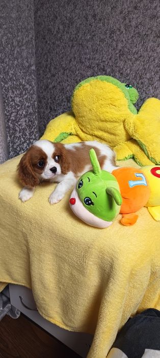 Кукольная девочка кавалер кинг чарльз спаниель