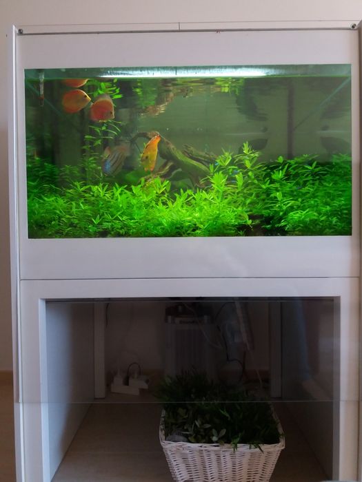 Aquario com discos