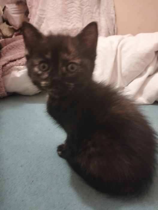 Віддам кошенятко