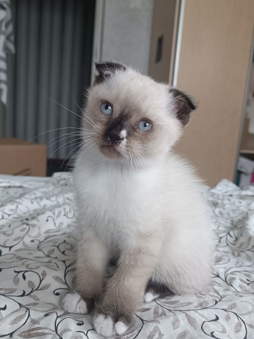 Кошеня шотландської вислоухої породи
